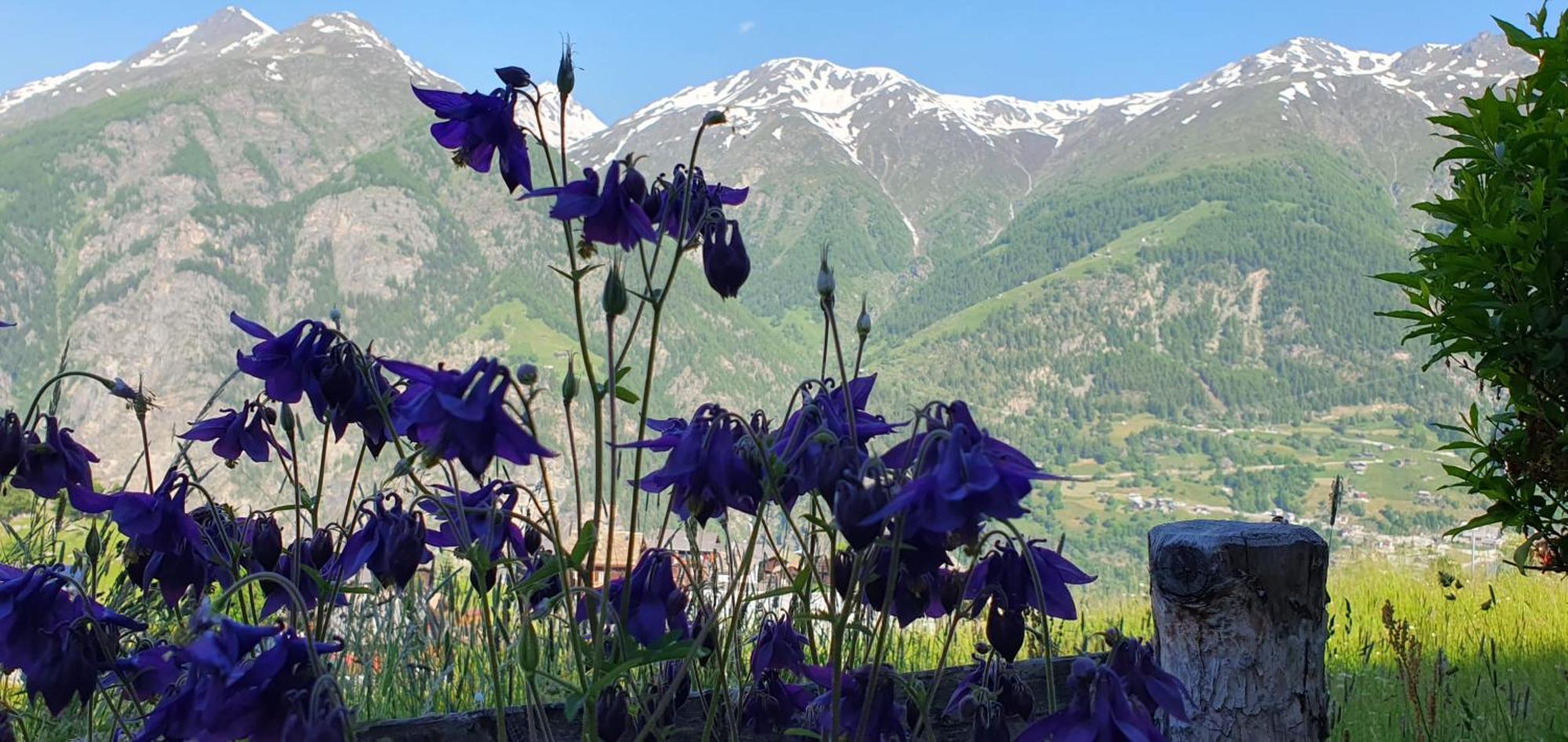 Chalet Schneevogul Grächen Kültér fotó