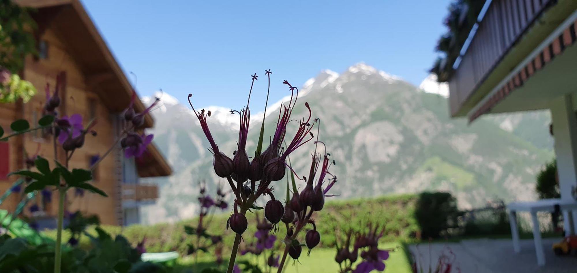 Chalet Schneevogul Grächen Kültér fotó